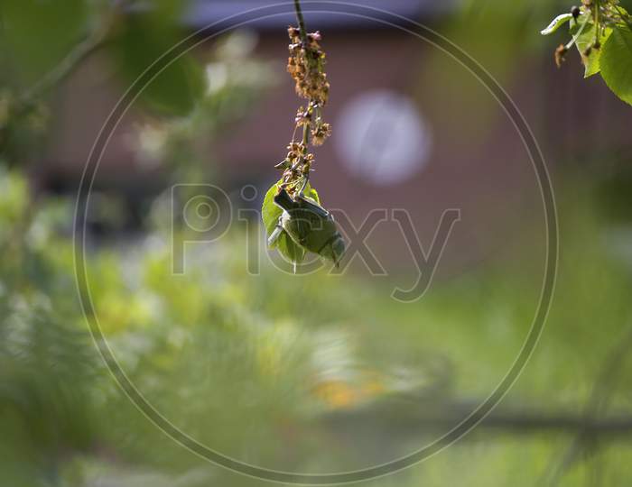 Eurasian Blue Tit, A Species Of Tits Or Paridae, Scientific Name Cyanistes Caeruleus . A Small Song Bird Known For Agile Acrobatic Skills Sitting Upside Down On A Branch Of A Tree Looking For Food