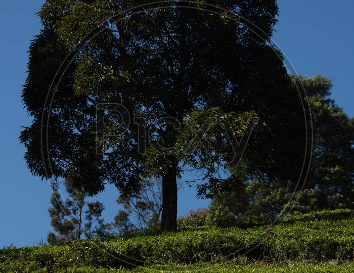 Single Tree In The Kodanadu Tea Estate And Mountain In The Background. View Of Kodanadu Tea Estate.