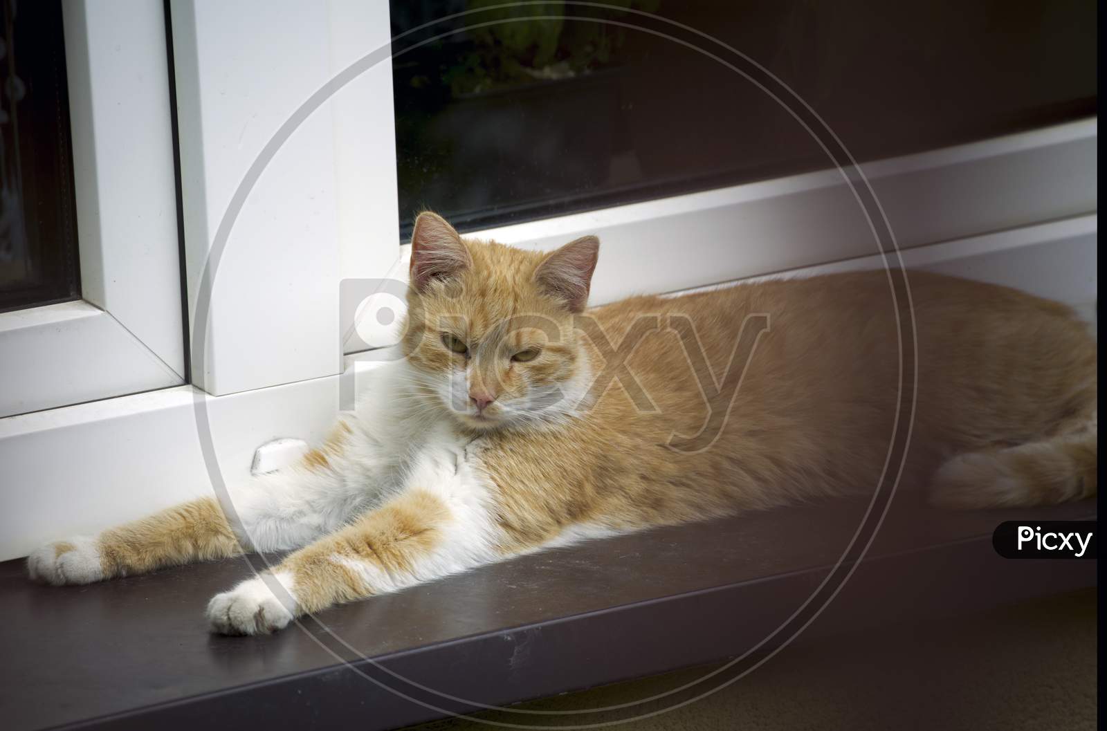 Tabby Cat, A Domestic Cat With Distintive M Shaped Marking On Its Forehead Sitting By A Window Of A House