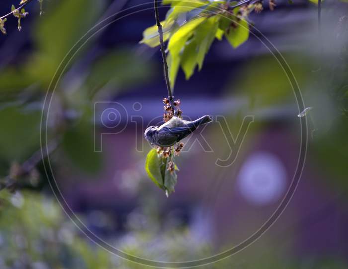 Eurasian Blue Tit, A Species Of Tits Or Paridae, Scientific Name Cyanistes Caeruleus . A Small Song Bird Known For Agile Acrobatic Skills Sitting Upside Down On A Branch Of A Tree Looking For Food