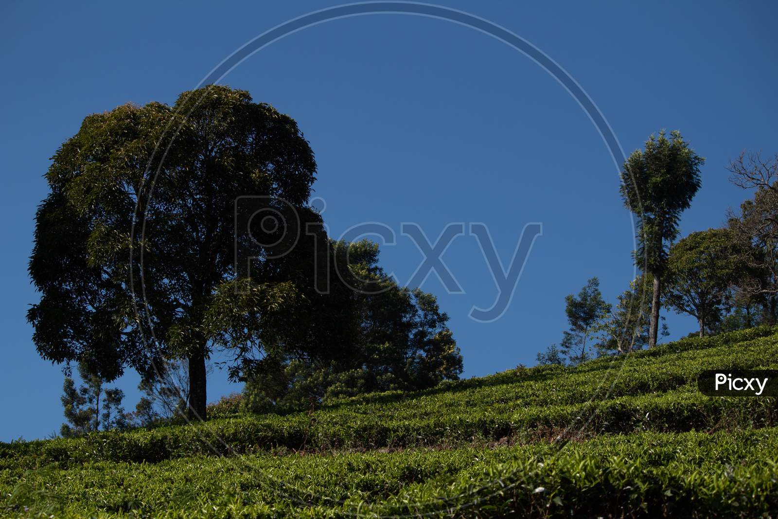 Single Tree In The Kodanadu Tea Estate And Mountain In The Background. View Of Kodanadu Tea Estate.