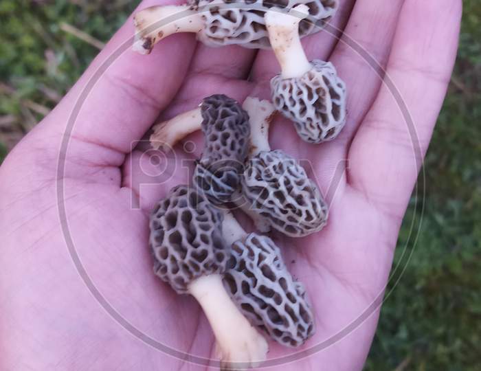 Rare Mushrooms