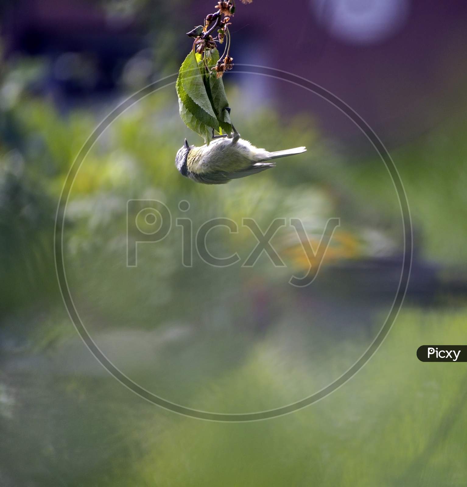 Image of Eurasian Blue Tit, A Species Of Tits Or Paridae, Scientific Name  Cyanistes Caeruleus . A Small Song Bird Known For Agile Acrobatic Skills  Sitting Upside Down On A Branch Of