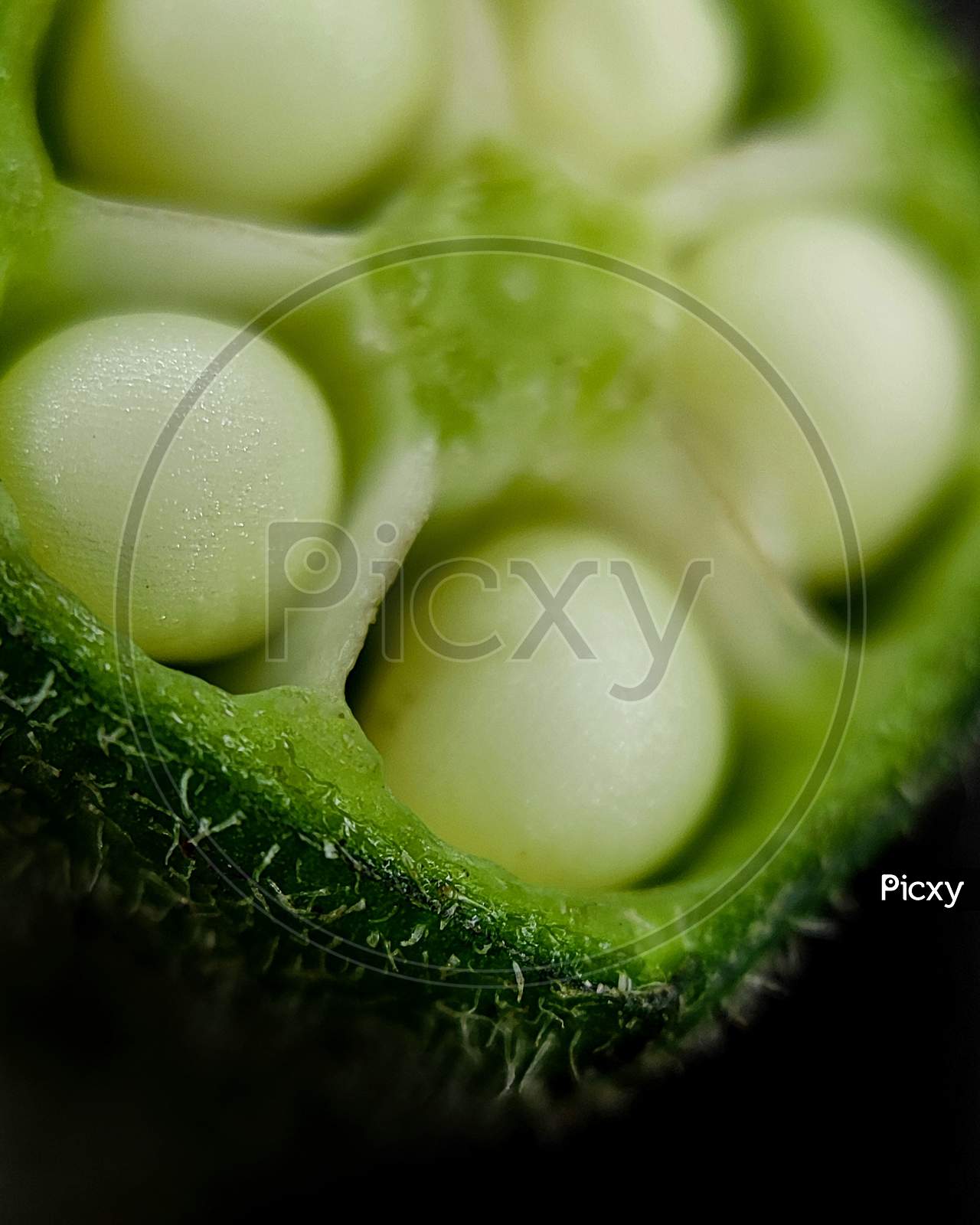 ladyfinger vegetable macro photography