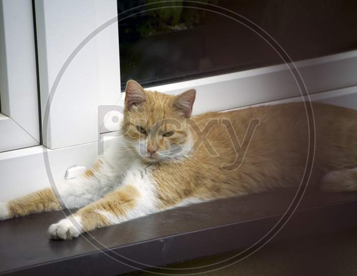 Tabby Cat, A Domestic Cat With Distintive M Shaped Marking On Its Forehead Sitting By A Window Of A House