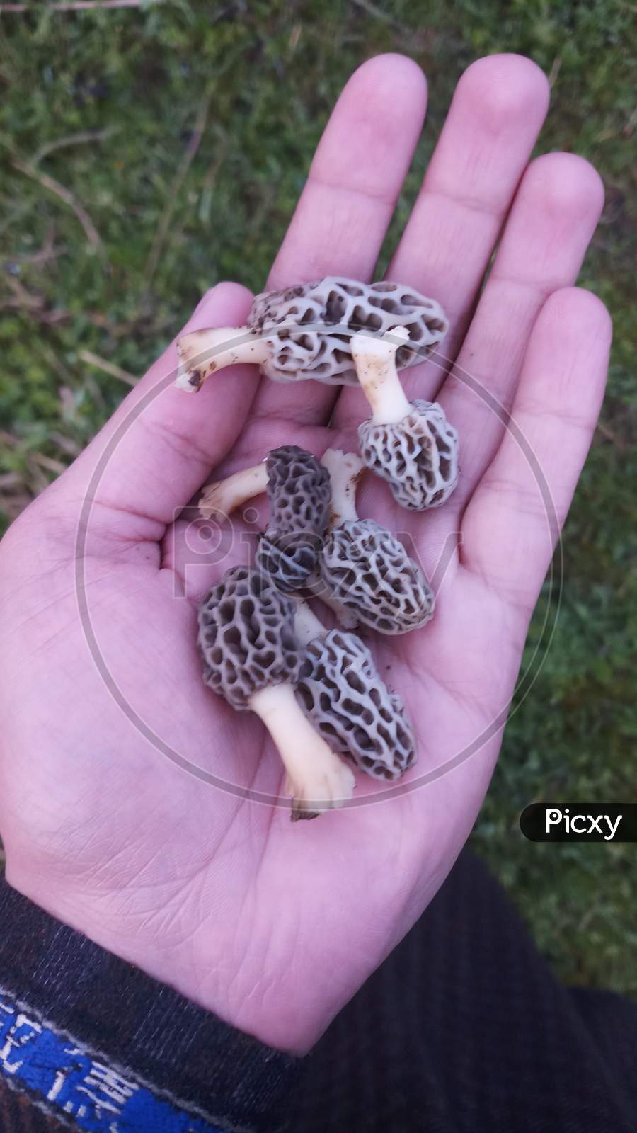Rare Mushrooms