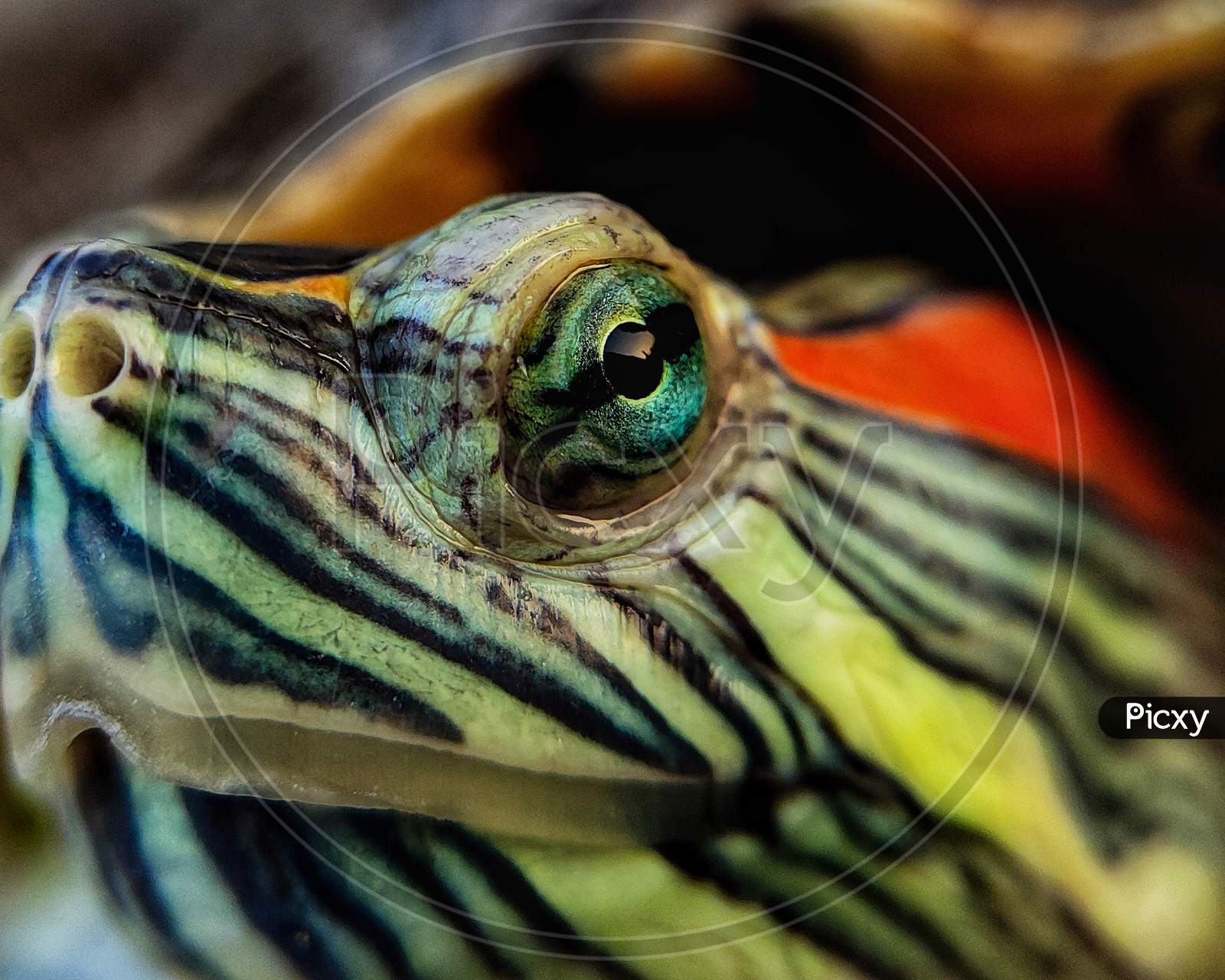 Turtle macro photography