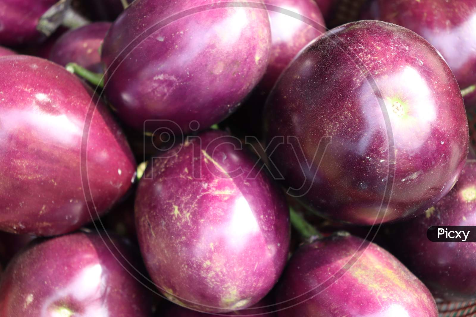 Tasty And Healthy Violet Colored Brinjal Stock
