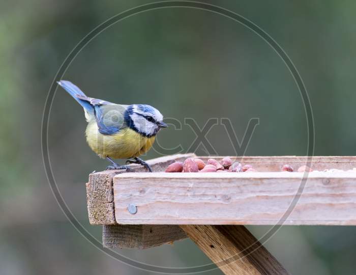 Blue Tit On A Wooden Table Looking For Food