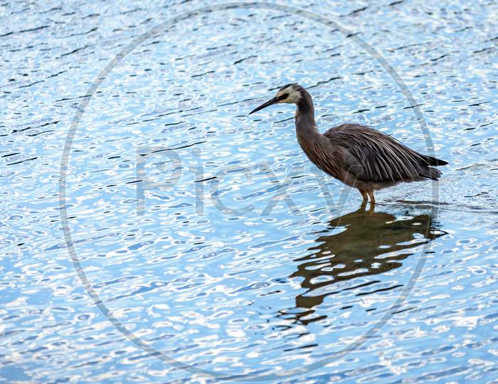 White-Faced Heron In The Shallows In The Otago Peninsula