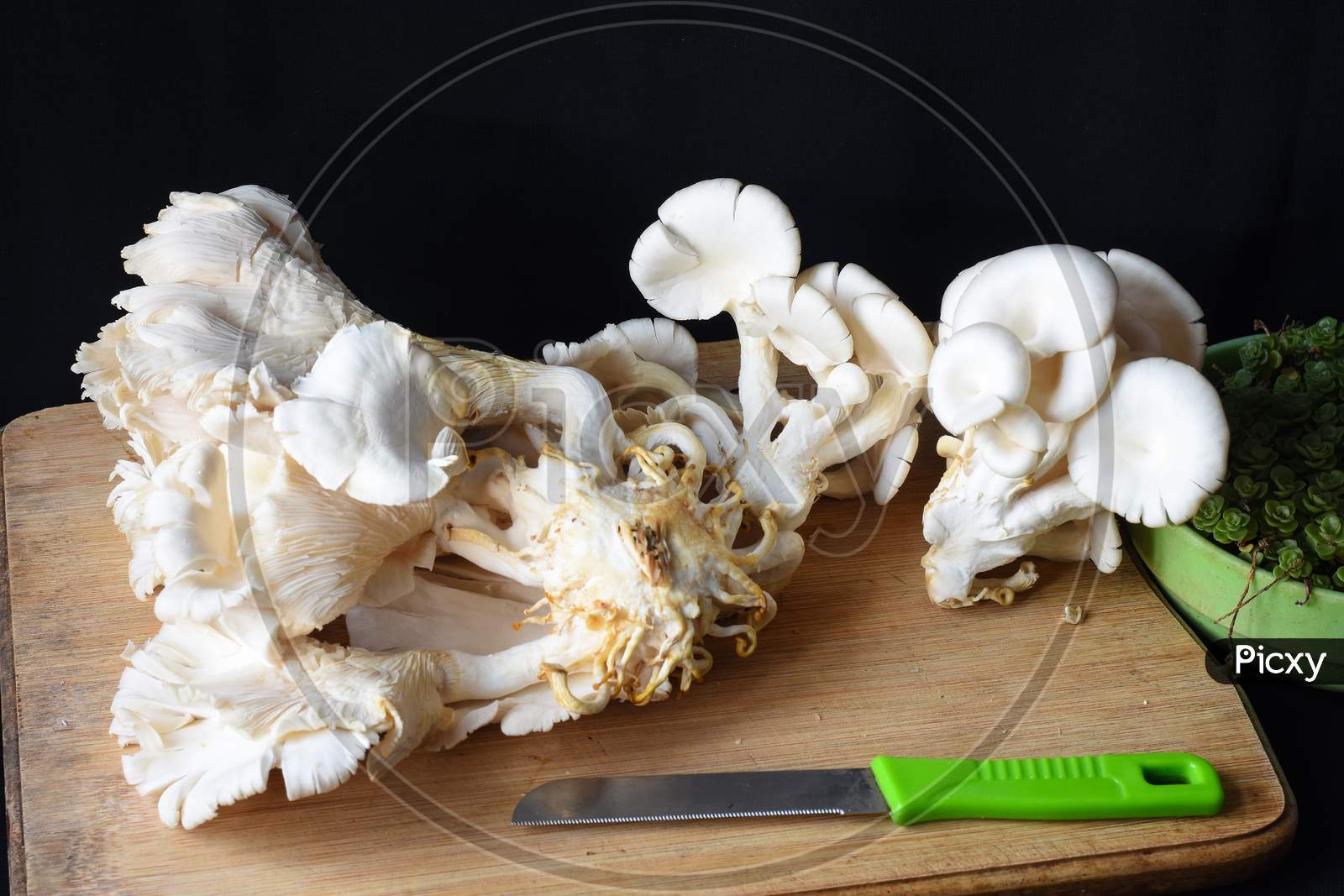 Freshly Plucked White Oyster Mushroom