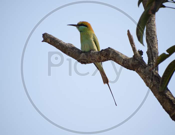 Honey Bee Eater Sitting and taking rest