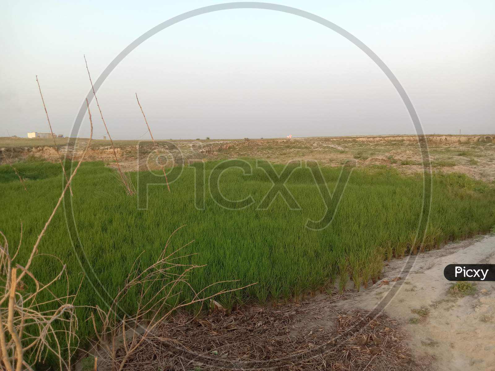 Green Colored Paddy Tree Firm