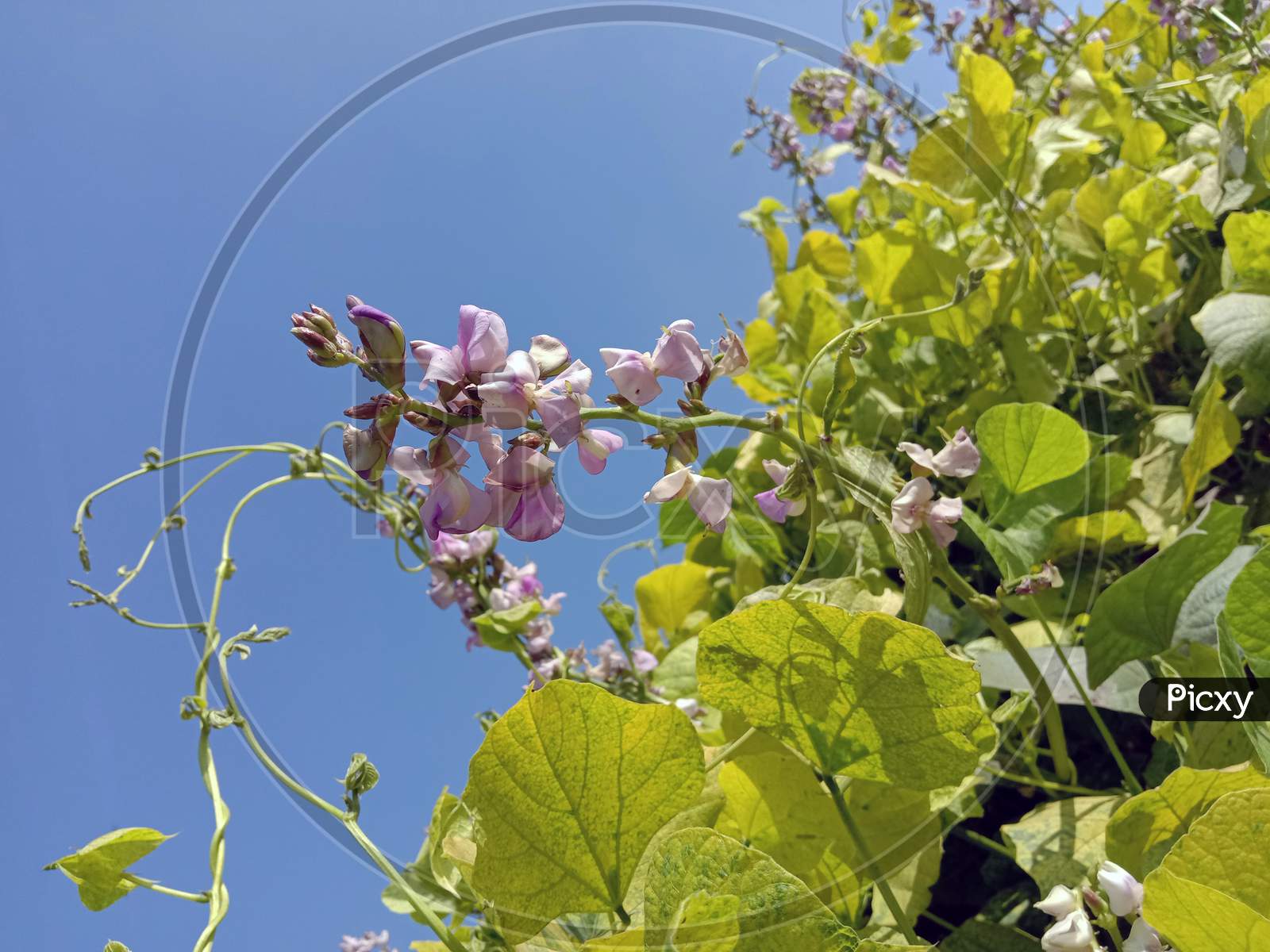 Fresh And Healthy Edamame Flower Stock On Tree
