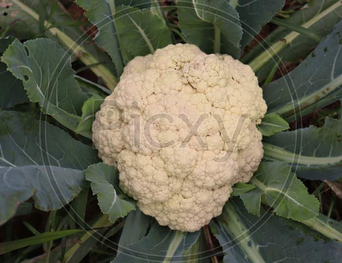 Fresh And Raw Cauliflower On Firm