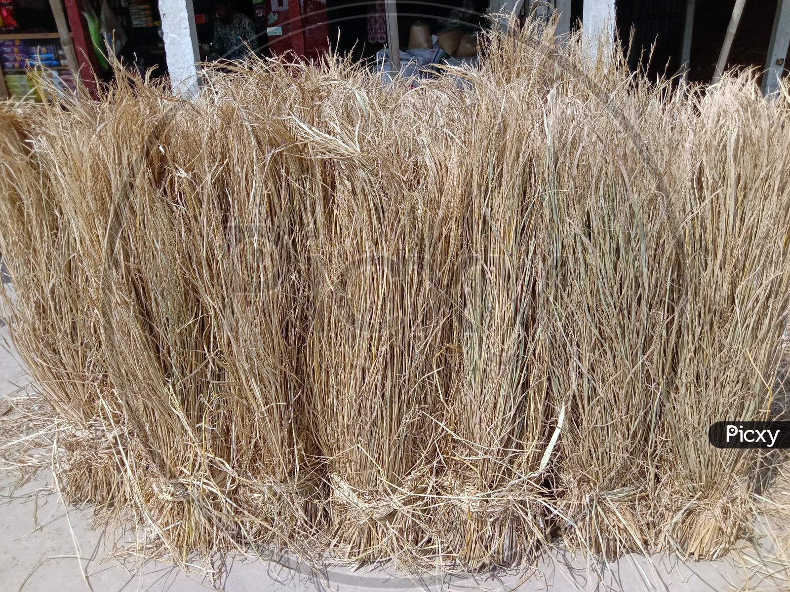 Dry Paddy Tree Stock On Shop