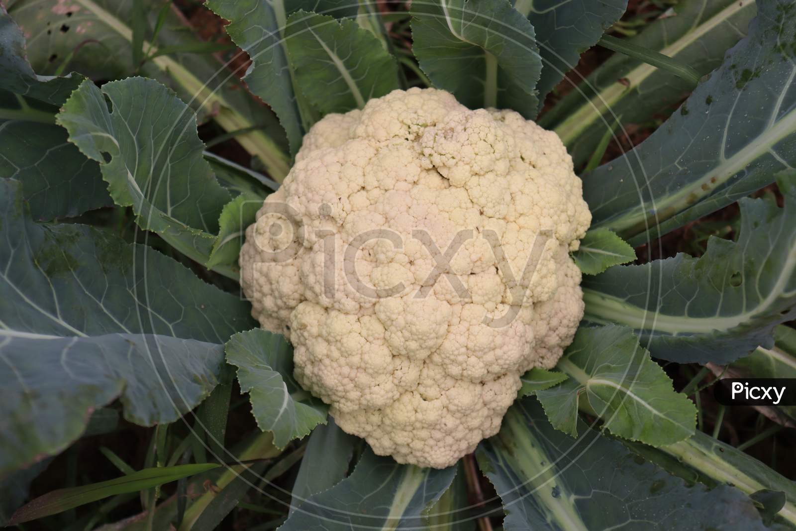 Fresh And Raw Cauliflower On Firm