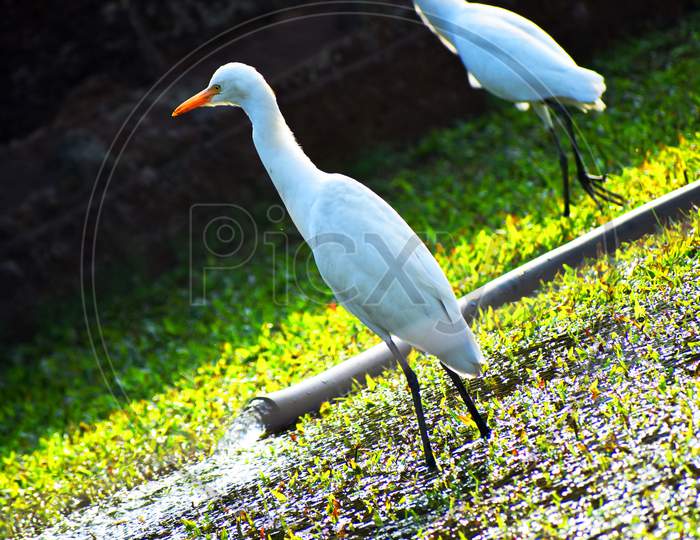 Bagula bird image In Odisha