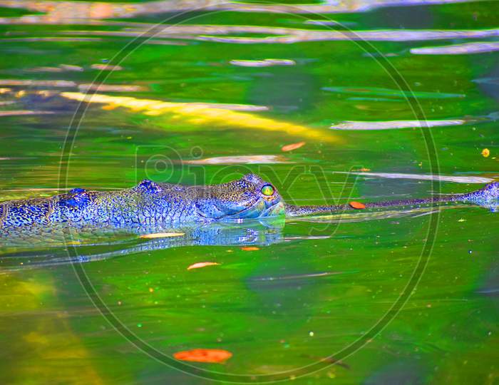 Gharial Crocodile images in Odisha