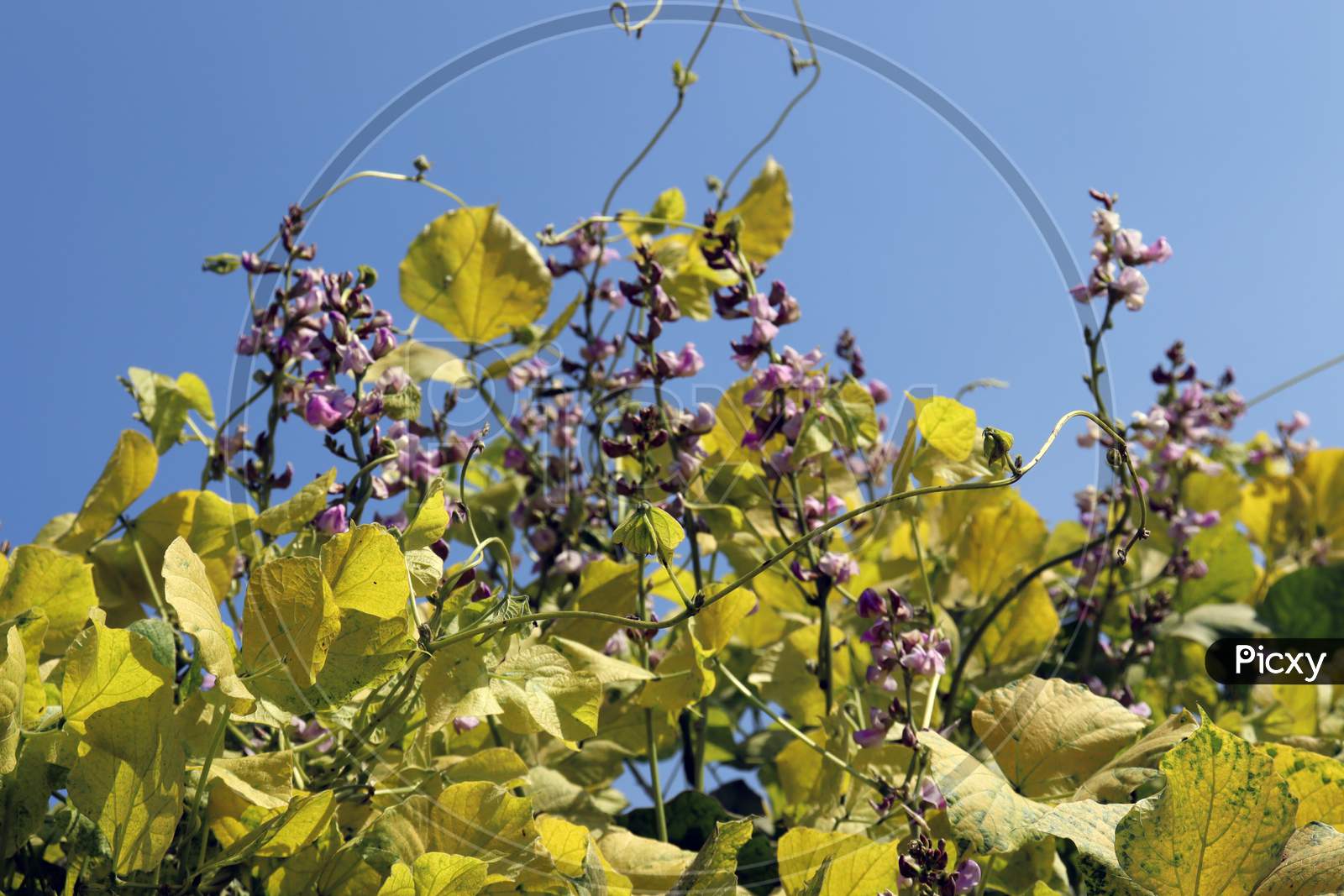 Fresh And Healthy Edamame Flower Stock On Tree