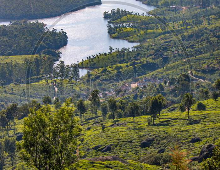 Munnar Tea Plantation Views