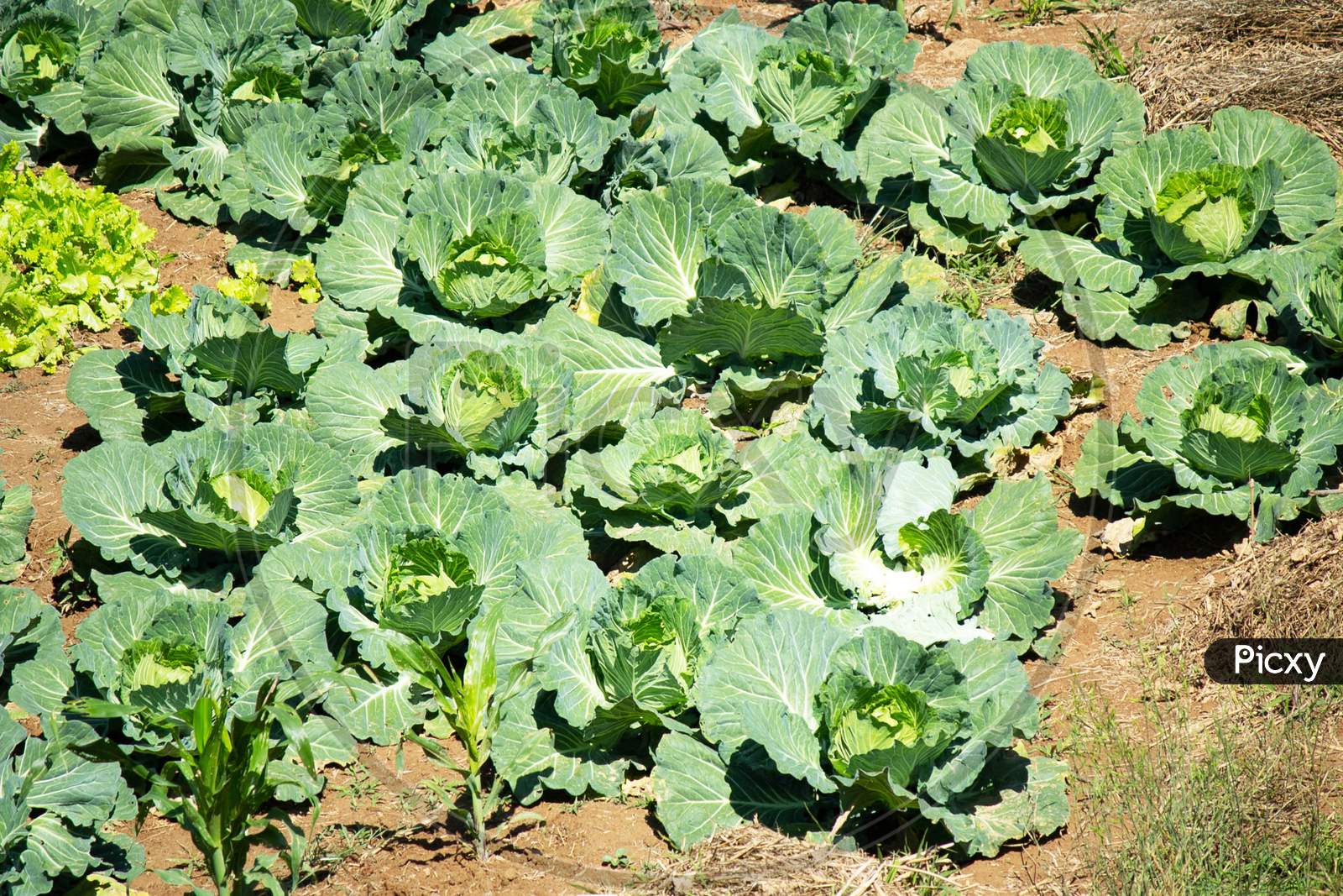 A Garden Full Of Abundance Beauty Cabbage Growing In Garden,Big Cabbage