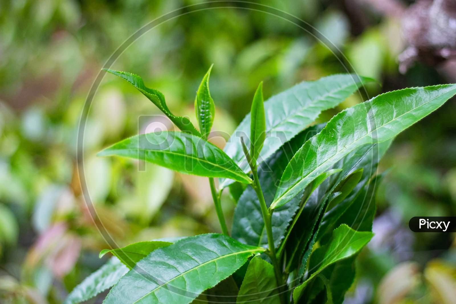 Image of Green Tea Leaves In Garden,Tea Plantations, Asia Green Tea
