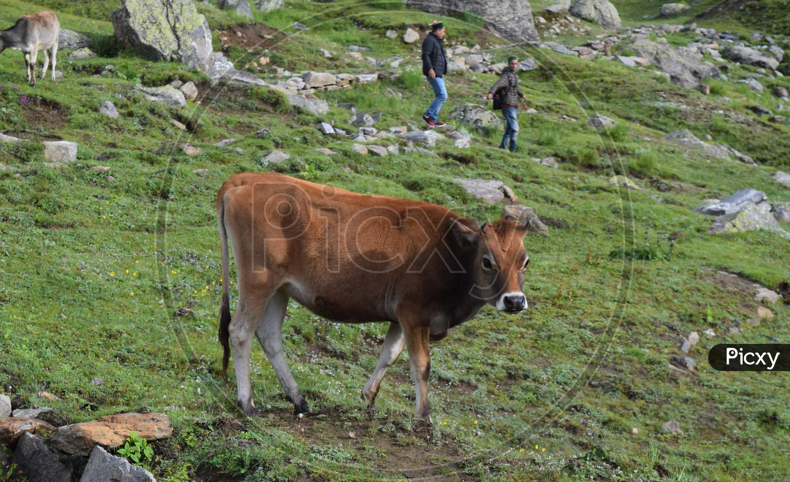 view of cow and nature of  kinnaur