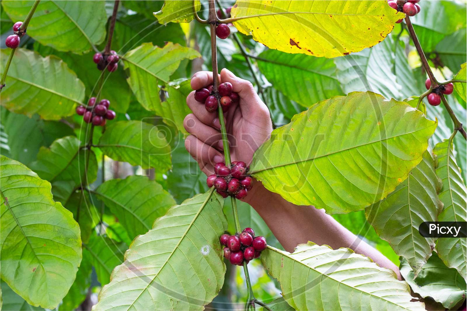 Image of Laos Coffee,Pakxong Coffee Fruits Farming In Asia, Big Coffee