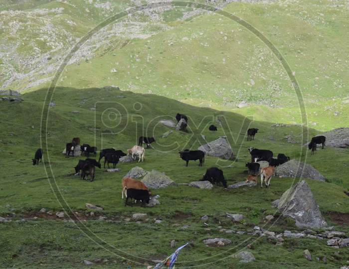 view of cow and nature of  kinnaur