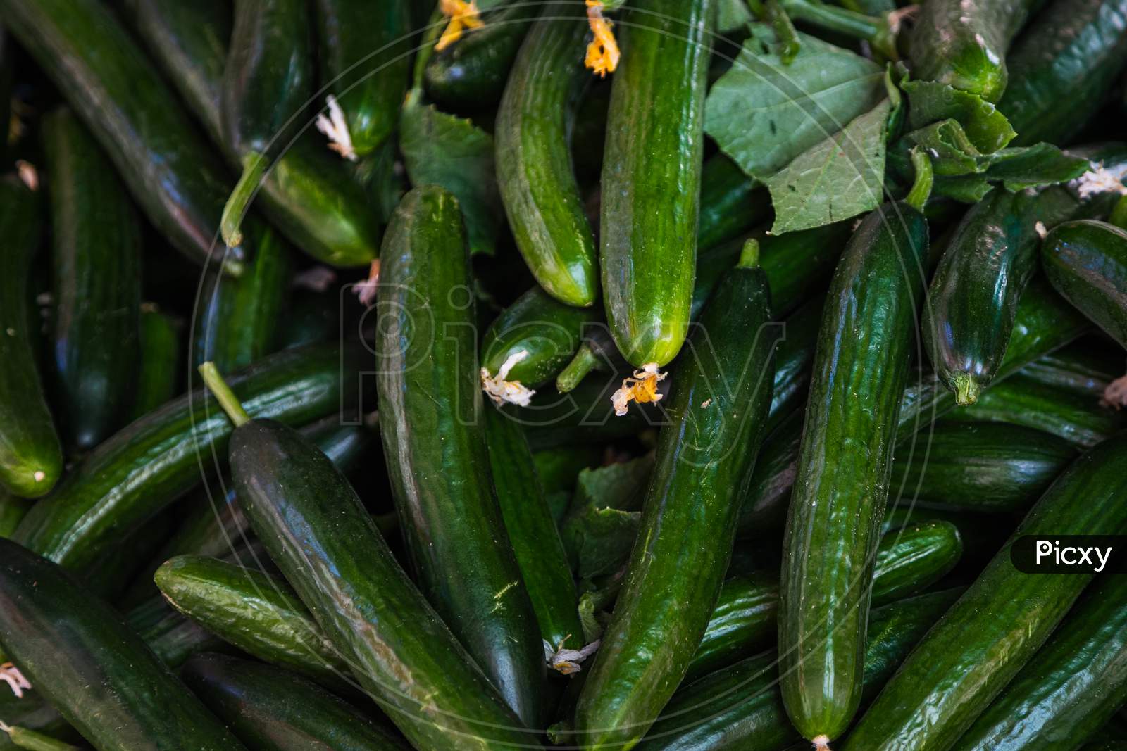 Fresh Organic Green Cucumbers On Fresh Market,  Background. Сucumbers Texture . A Lot Of Organic Сucumbers   Root
