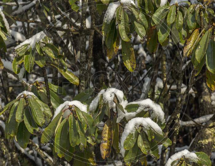 Fresh Snow On Leaves At Yumthang Valley, Sikkim, India.