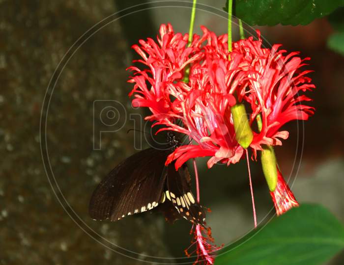 Butterfly on hibiscus