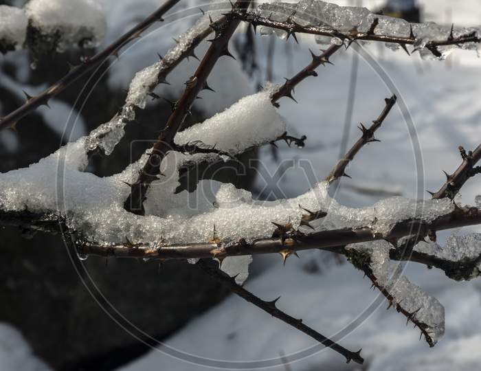 Fresh Snow On Dry Branches At Yumthang Valley, Sikkim, India.