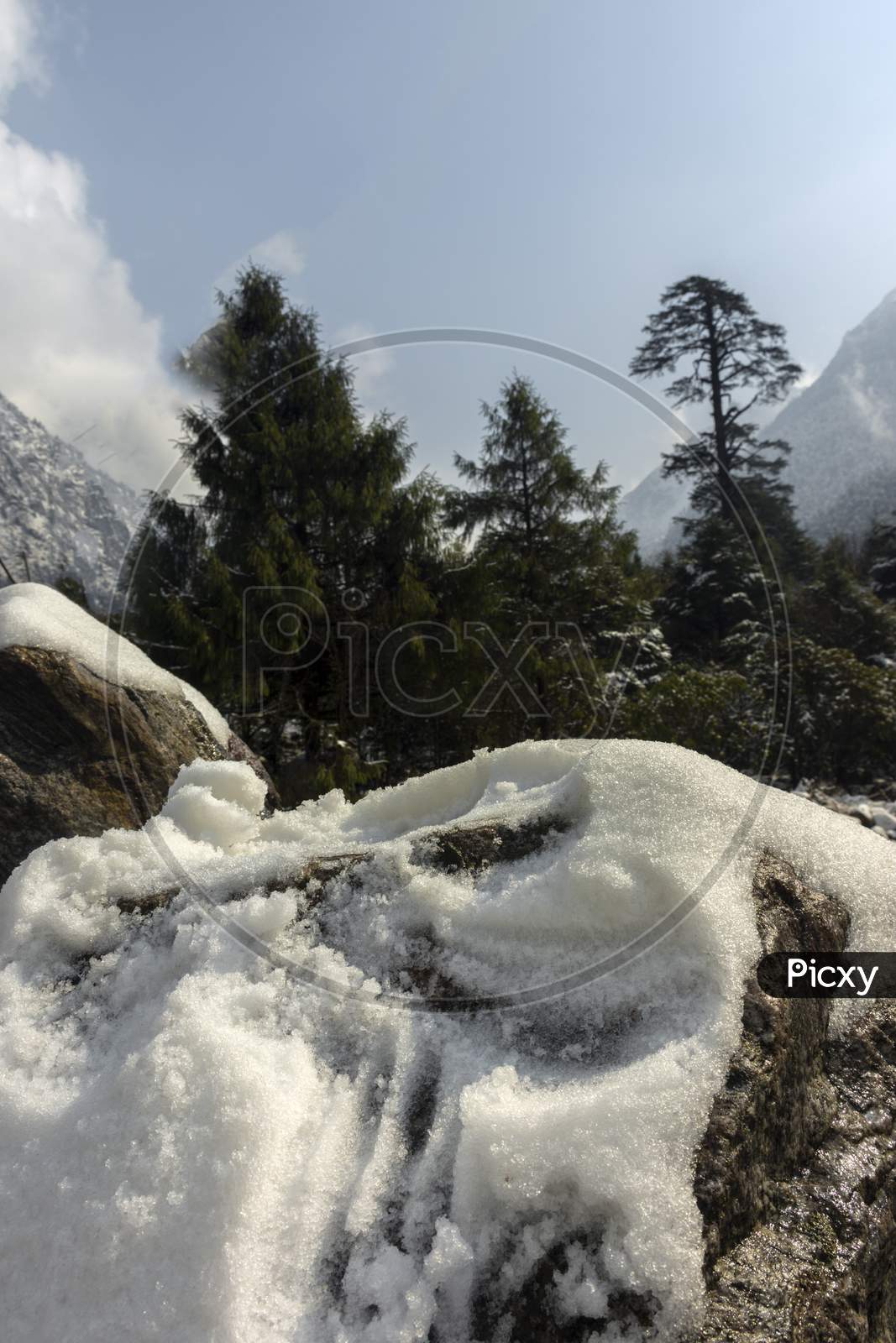 Fresh Snow On Rocks With Beautiful Trees In Background At Yumthang Valley, Sikkim, India.