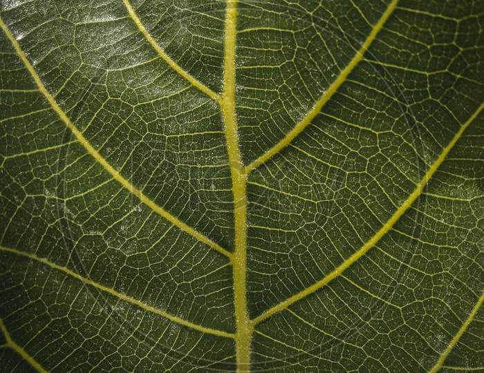 Banyan tree leaf in the dark.