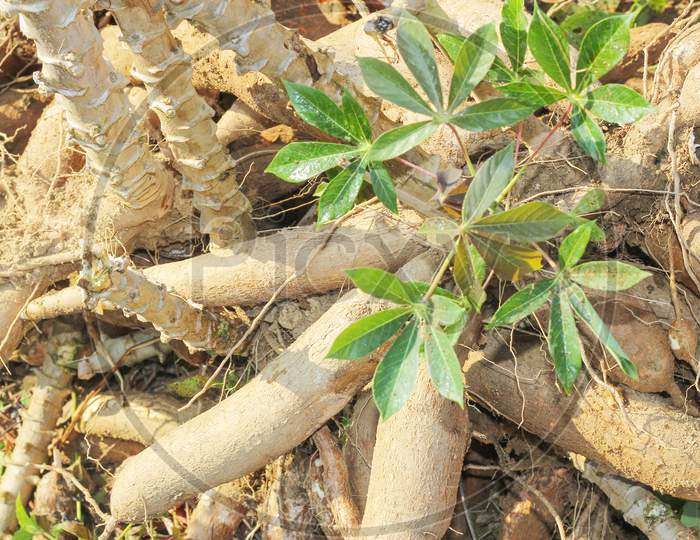 manioc plant