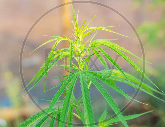 Beauty Marijuana Leaf In Laos
