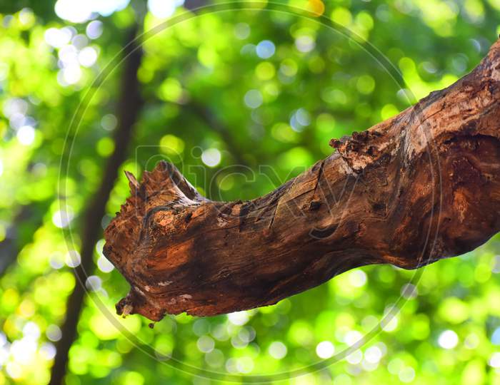 ◆sala tree◆ Cannonball Tree Sala Tree Often Planted Stock Photo
