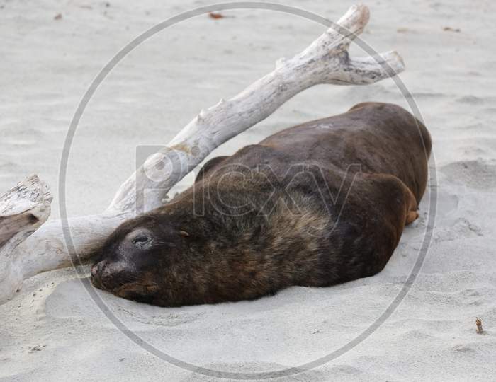New Zealand Sea Lion (Phocarctos Hookeri) Nearly Asleep On The Beach