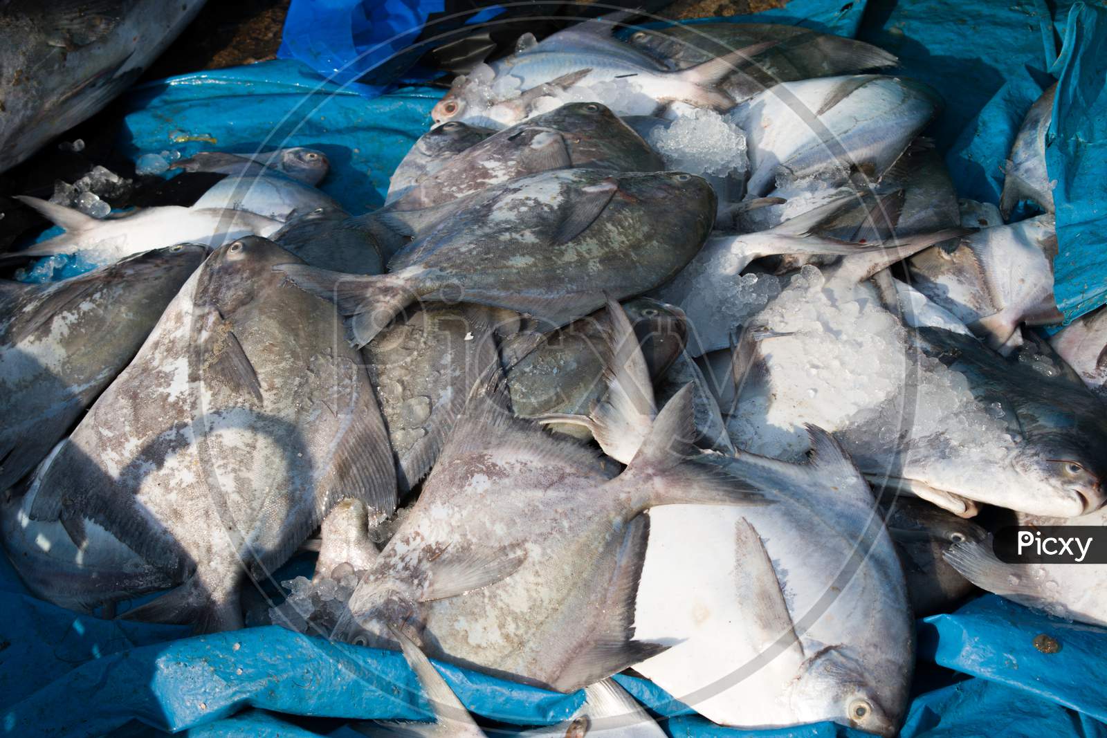 Collection Of Pomfret Fishes For Sale In The Market.