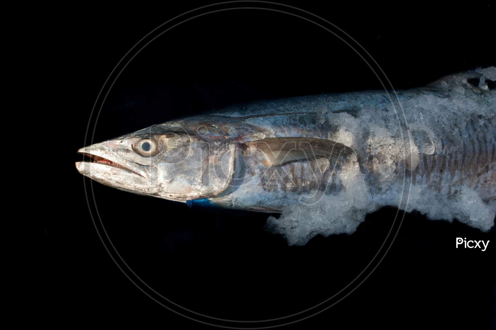 Narrow-Barred Spanish Mackerel Fish With Ice Covered Isolated On Black Background.