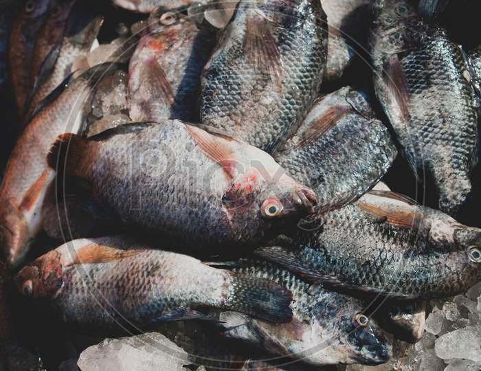 Collection Of Beautiful Tilapia Fish In A Fish Stall.