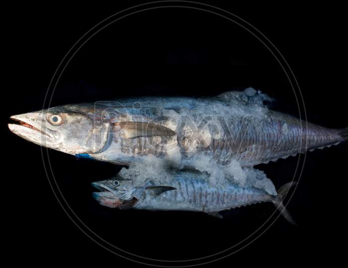 Narrow-Barred Spanish Mackerel Fish With Its Baby Covering With Ice Isolated On Black.