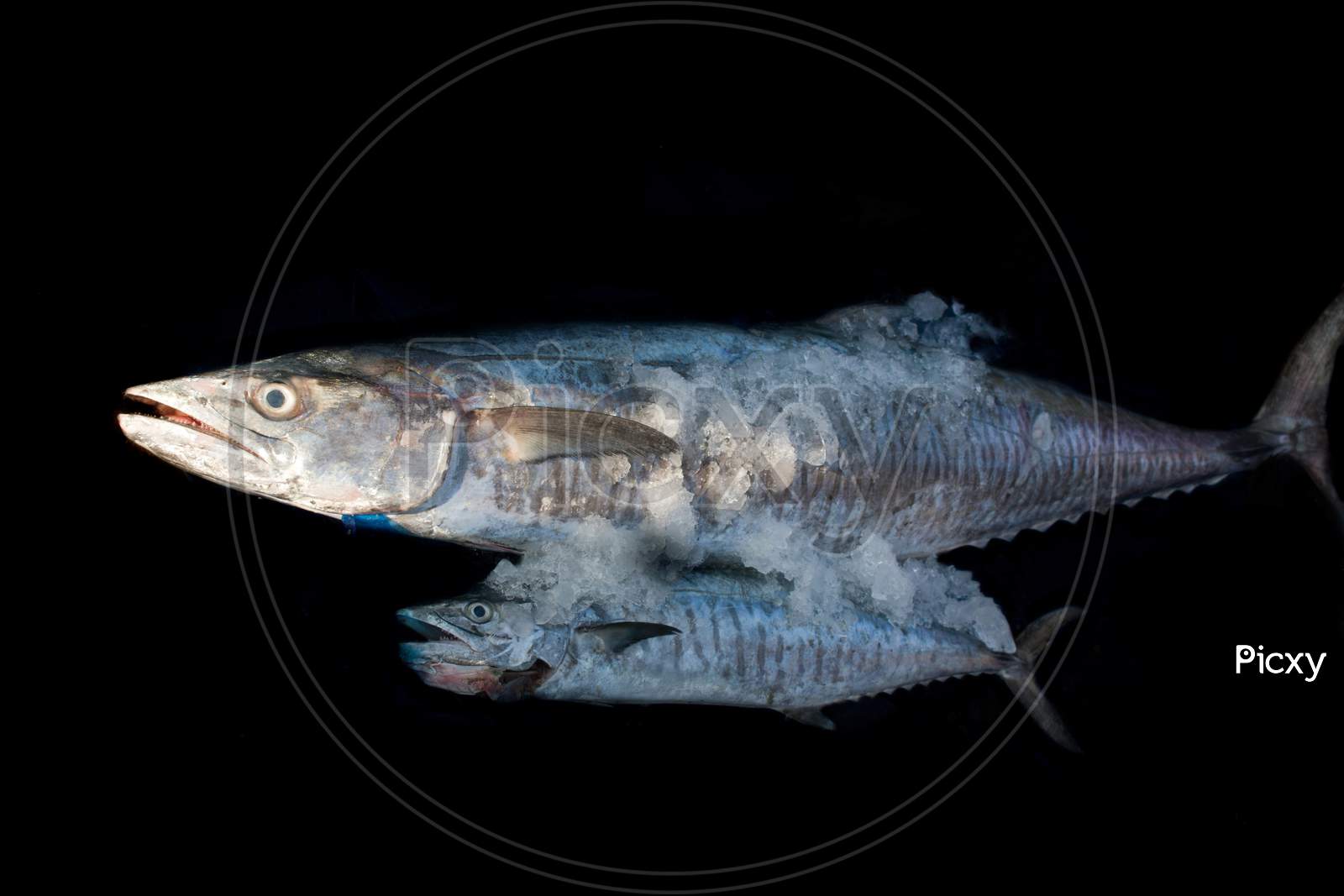 Narrow-Barred Spanish Mackerel Fish With Its Baby Covering With Ice Isolated On Black.