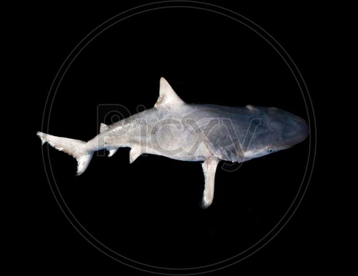 The Spadenose Shark (Scoliodon Laticaudus) Isolated On Black Background.