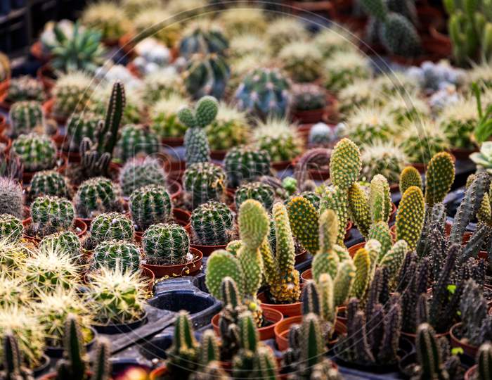 Rows Of Different Cacti, Small And Large, With Needles In Pots And Mugs In A Shop Window