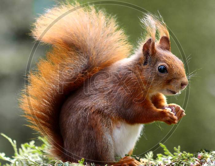 cute little squirrel