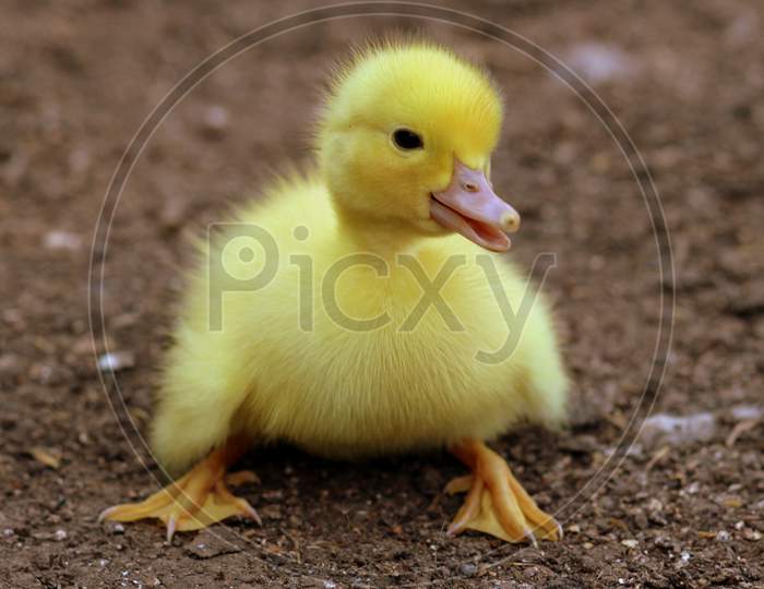 cute little duck