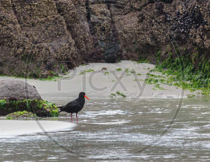 Variable Oystercatcher (Haematopus Unicolor) Standing In Shallow Water